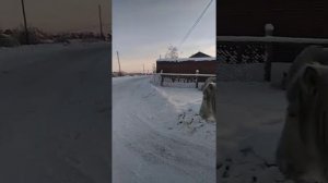 Экстремальная жизнь! Якутские лошади.