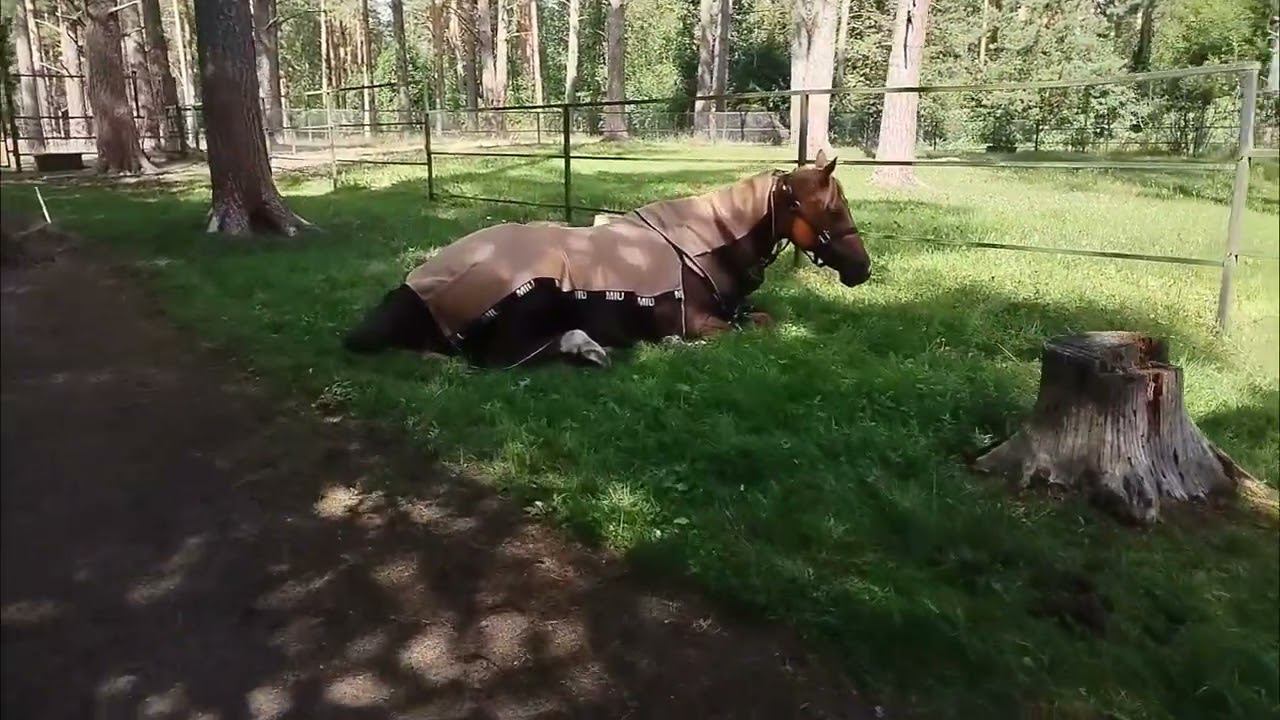 Спасаем коней от слепней и оводов!! смотреть онлайн