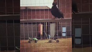 Голуби Чеченской Республики