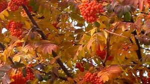 видео. футаж  Рябина