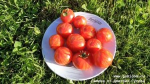 ?Пестролистные Помидоры Гендальф — Gandolf Variegated Tomato Супер-новинка 2021 ?