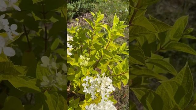 Метельчатая гортензия Литтл Пэшн (Little Passion)#hydrangea paniculata Little Passion