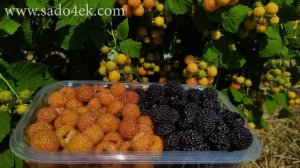 Ожиномалина. Найкращі сорти: Тайбері, Логанбері Торнлес, Глен Ко та ін..Ежемалина. Лучшие сорта.