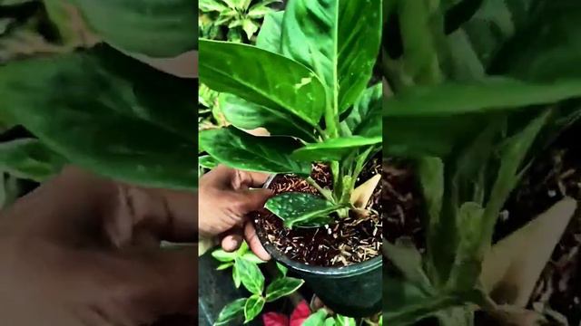 Black emerald #aglaonema