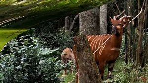 Антилопы бонго (Tragelaphus eurycerus)
