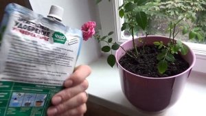 #РОЗА 4 месяца спустя. #Уход за розой #кордана после магазина.