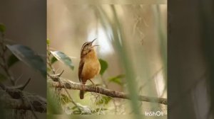 Пение птиц летнего вечера, релакс, звуки леса, звуки природы( bird song, forest relax)