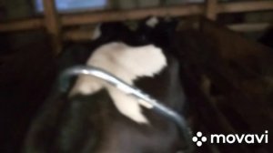 Антибрык. Как мы приучаем коров к аппарату, после первого отёла.