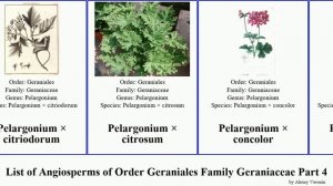 List of Angiosperms of Order Geraniales Family Geraniaceae Part 4 pelargonium geranium bill album