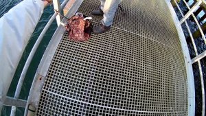 Ловля бычка на спиннинг. бычки Балтийского моря.