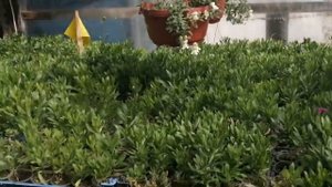 Львиный зев ампельный в кашпо.