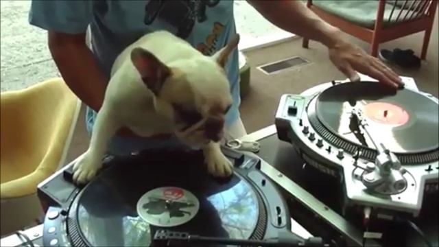 Самый КРУТОЙ DJ в истории смотреть онлайн