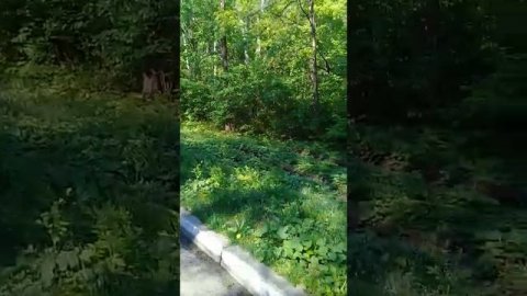 Я всё гуляю по сан. #Уссури #Бычиха #Хабаровск #ДальнийВосток