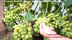 Виноград ГАЛАХАД и ЦИМУС - очень ранний срок созревания и высокая сахаристость (Пузенко Наталья)