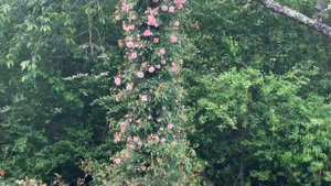 Mel’s heritage rose