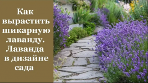 ❀ Как вырастить шикарную лаванду. Лаванда в дизайне сада