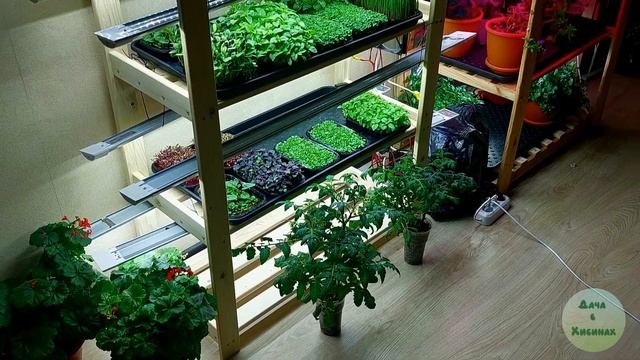 Микрозелень дома.