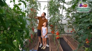 Очень сладкий розовый черри Зимняя вишня