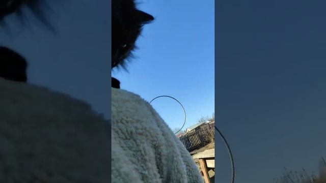 Самый умный кот в мире за всю историю планеты The smartest cat in the world