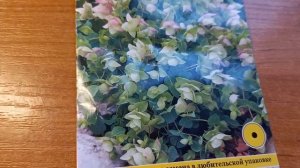 Орегано "Киригами". Ампельный или почвопокровный многолетник из семян.