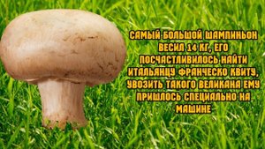 Маринованные шампиньоны. Как быстро замариновать грибы дома