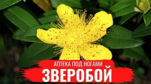 ЗВЕРОБОЙ / О правилах сбора, нюансах заготовки и приготовлении полезных настоев / Аптека под ногами