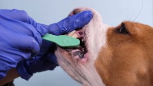 Как легко чистить зубы собаке? 3 способа почистить зубы собаке