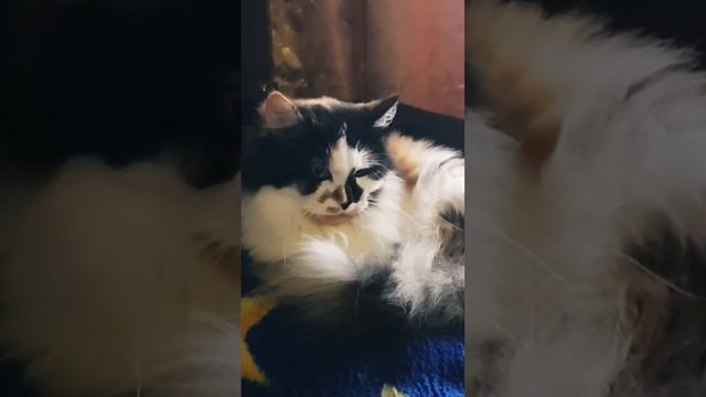 Котик 😻Хвостик о кошечке 😺Маси    🌏Планета добра