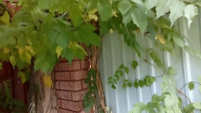 Кампсис или Текома. Сентябрь 2017 # мой сад # кампсис смотреть онлайн