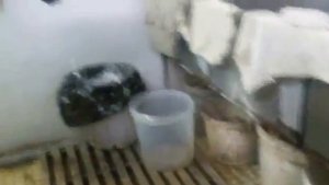 Дезинсекция от тараканов дустом часть 2