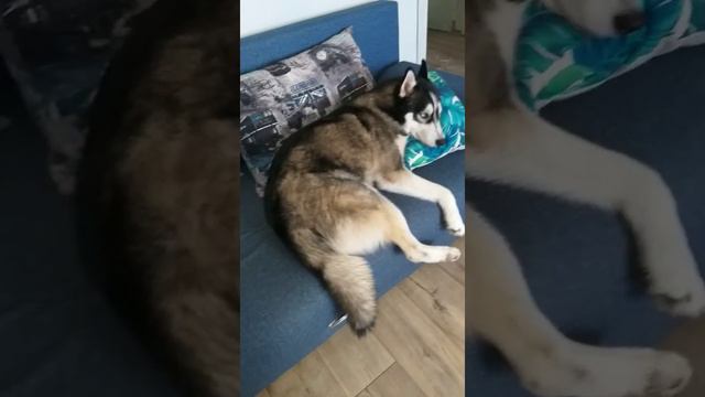 Хаски и лень,  или как бороться с ленью! мотивационный ролик!