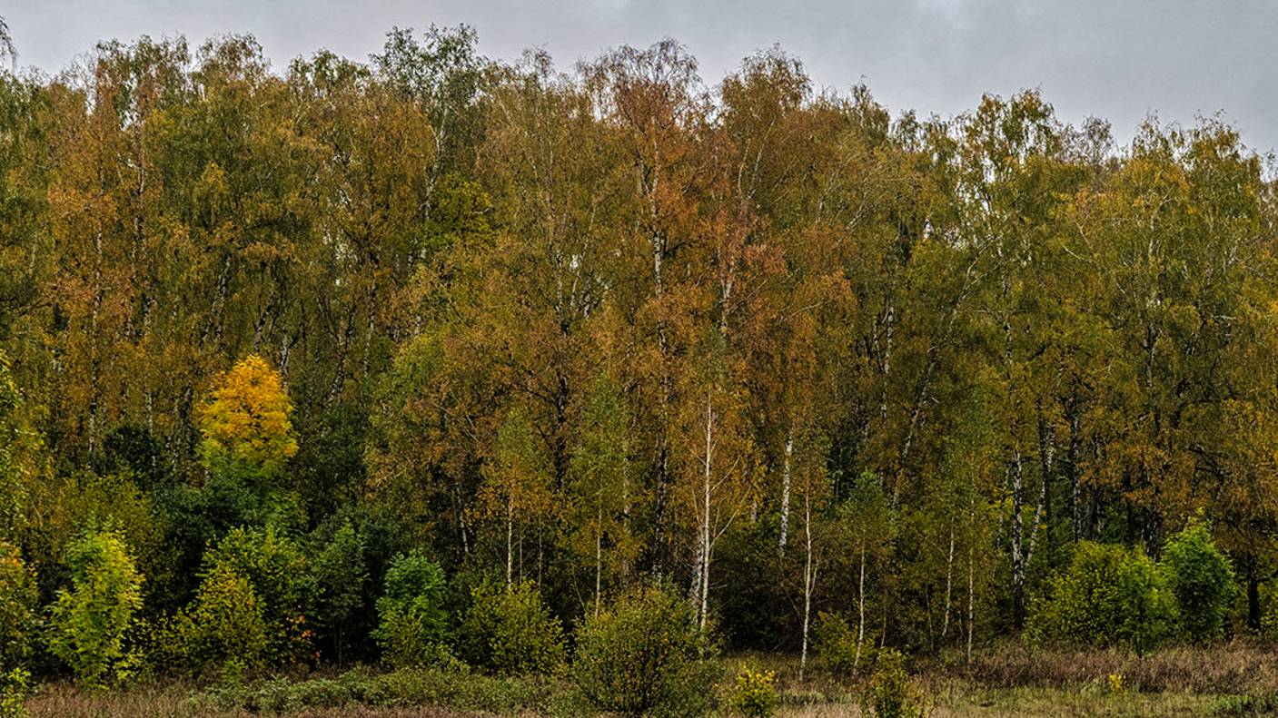 Лесная тропинка продолжение. Покатушки на велосипеде. смотреть онлайн