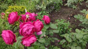 Прекрасное Цветение  Чайно-гибридной розы Аскот (Ascot Tantay 2008). Обрезка  чайно-гибридных роз.