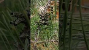 Вредители леса. Рыжий сосновый пилильщик. Гусеницы.