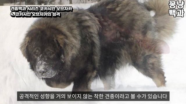 전기세만 백만원은 거뜬하게 나오는 코카시안 오브차카 смотреть онлайн