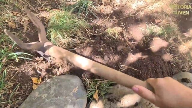 СОБИРАЮ АВОКАДО В СВОЁМ ТУРЕЦКОМ САДУ, МЕРСИН