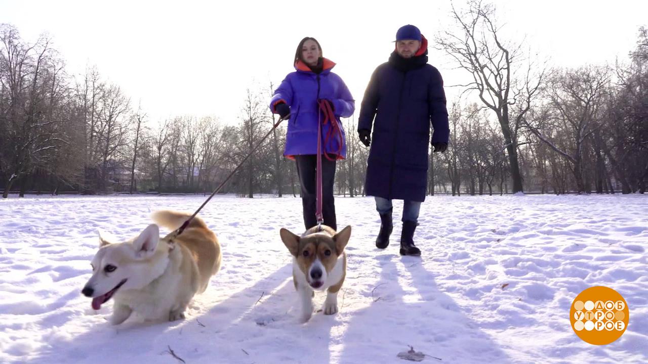 Собака зимой: прогулки, рацион, груминг. Доброе утро. Суббота. Фрагмент выпуска от 10.12.2022