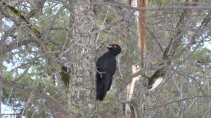 Черный дятел (желна)