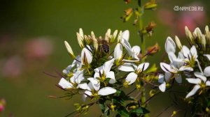4 женщины по знаку Зодиака с мужским характером