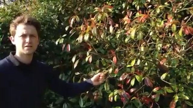 Plant ID- photonia 'red robin' смотреть онлайн