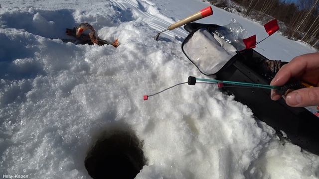 Окунь с лунки вылетает. Солнце светит окунь лупит. Жерлицы поставил. Праздник продолжается. Часть 2 смотреть онлайн