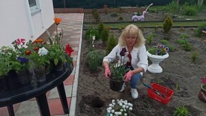 Как сажать иберис в клумбу