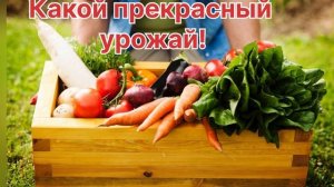 Какой прекрасный урожай! Интересный христианский рассказ на жатву