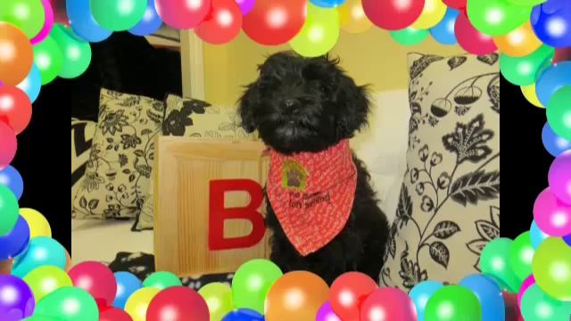 Lucy Labradoodle Puppy, Agape Labradoodles, Denver Colorado смотреть онлайн