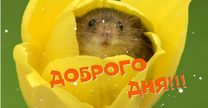 Пожелания Удачного Дня! ?Добрый День! С Хорошим днём!