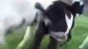 Козлиные яйца!!! :)