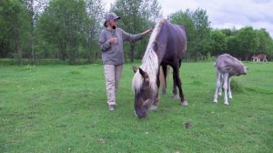 Знакомство с жеребятами 2021 года рождения и лошадьми проекта.