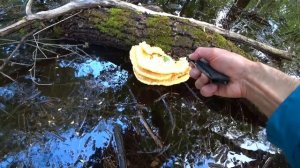 Где искать Трутовик серно-желтый. Самый вкусный гриб. Где растёт трутовик серно-желтый