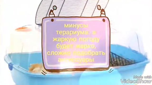 Что лучше? Клетка или терариум смотреть онлайн