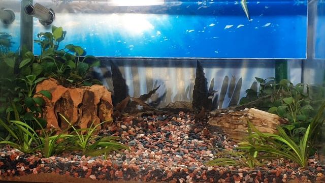 Нано Аквариум новые рыбки смотреть онлайн